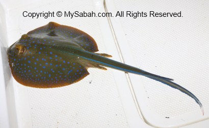 Stingray in Usukan Cove Lodge