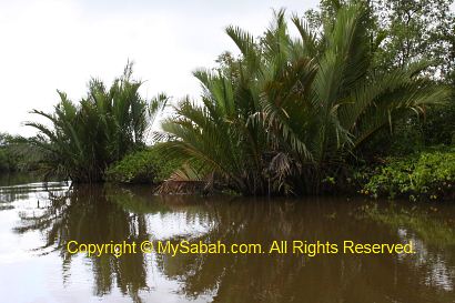 Nipah palm