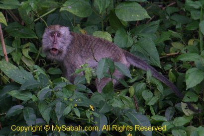 Crab-eating macaque