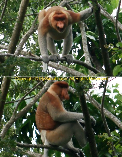 Male Proboscis Monkey