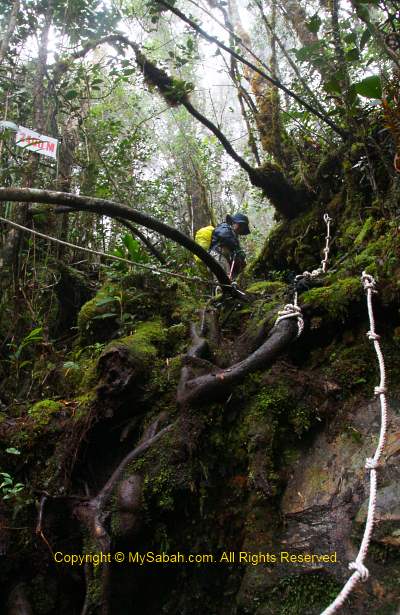 steep trail of Mt. Trusmadi