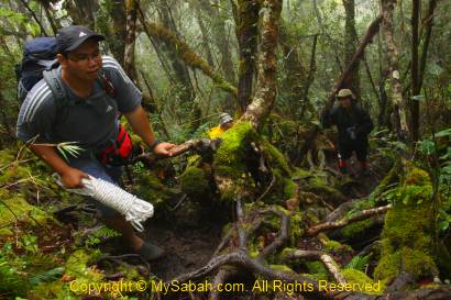 nature trail of Mt. Trusmadi