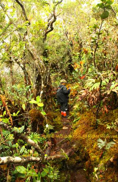 Taman Bunga Peak of Mt. Trus Madi