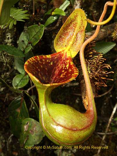 Nepenthes lowii of Mt. Trusmadi