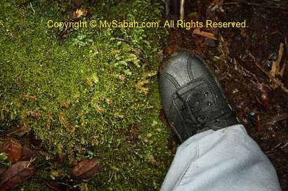 Mossy forest floor