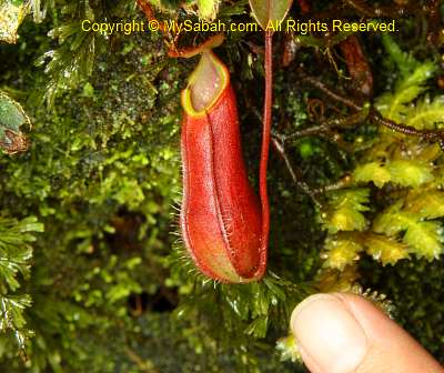 Nepenthes tentaculata