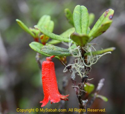 Rhododendron of Mt. Trus Madi