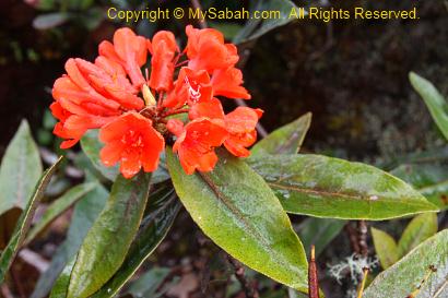 Rhododendron of Mt. Trusmadi