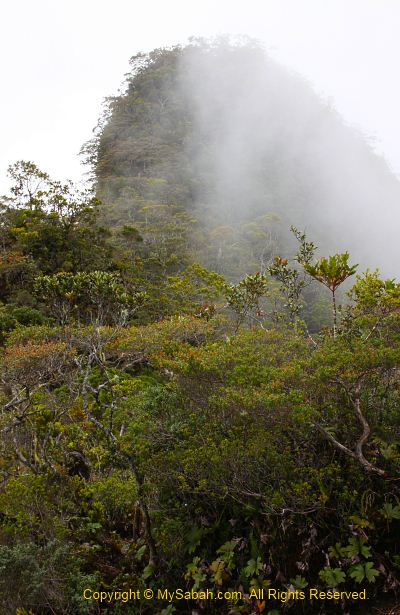 Taman Bunga Peak of Mt. Trus Madi