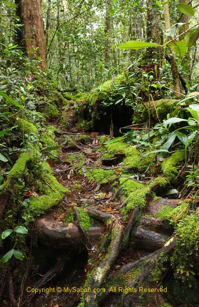 nature trail of Mt. Trus Madi