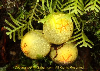 common fungi of Mt. Trus Madi