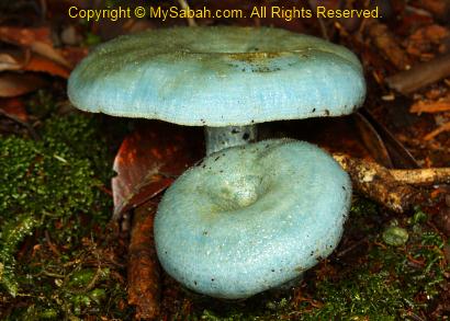 blue mushroom