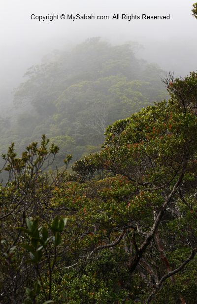 Taliban Peak of Mt. Trus Madi