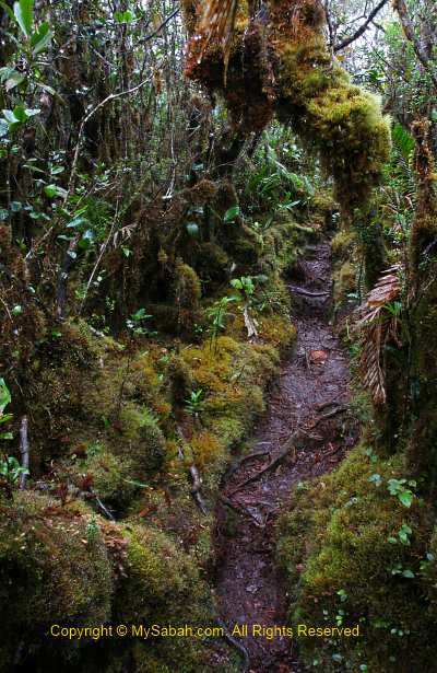 Mossy forest of Mt. Trus Madi