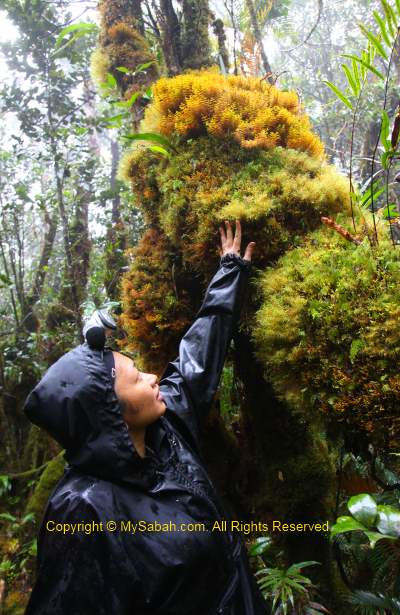 Mossy forest of Mt. Trus Madi