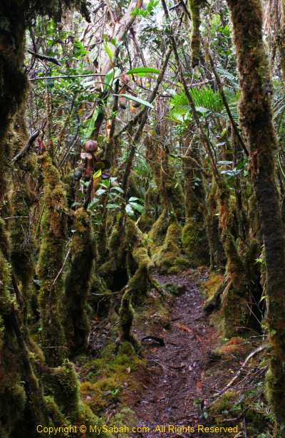 Mossy forest of Mt. Trus Madi