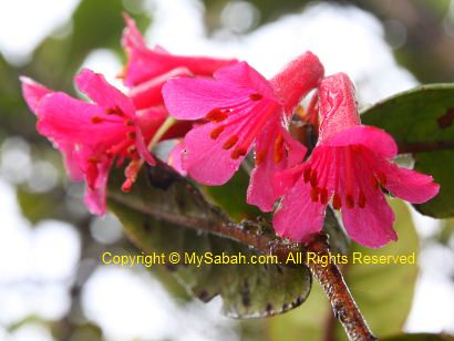Rhododendron of Mt. Trus Madi