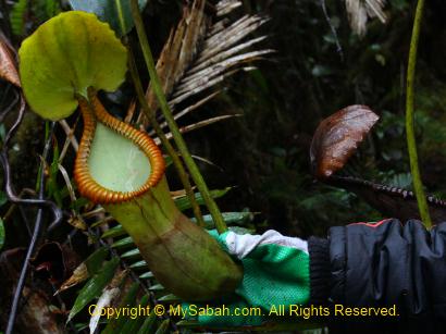 Nepenthes macrophylla of Mt. Trus Madi