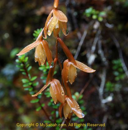 Orchid of Mt. Trus Madi