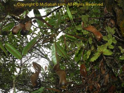 Nepenthes xTrusmadiensis of Mt. Trus Madi