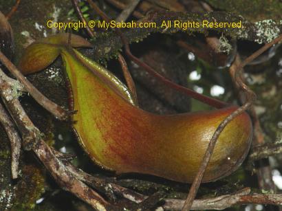 Nepenthes xTrusmadiensis of Mt. Trus Madi