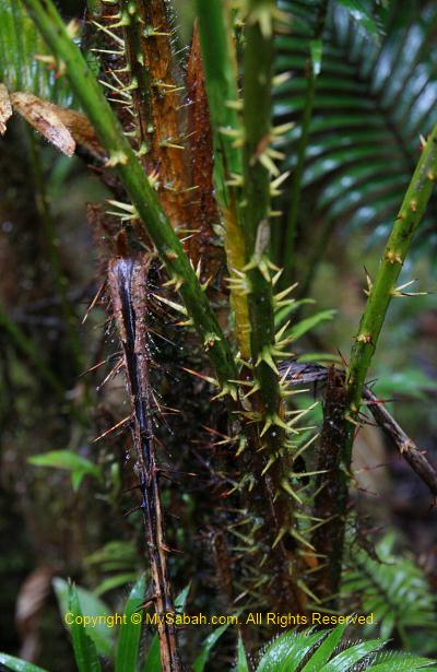 thorny rattan on Mt. Trus Madi