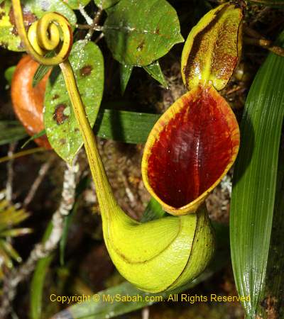 Nepenthes lowii of Mt. Trus Madi