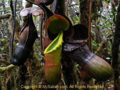 Nepenthes macrophylla of Mt. Trus Madi