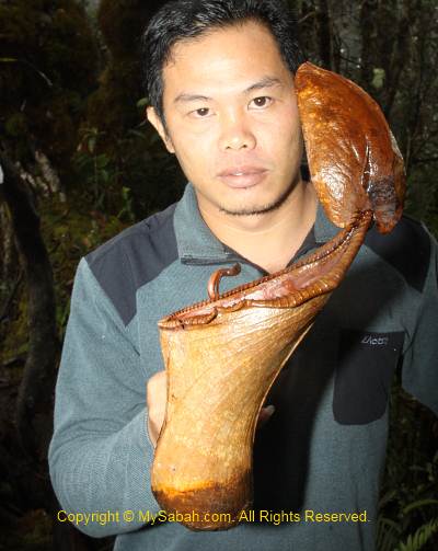 Nepenthes xTrusmadiensis of Mt. Trus Madi