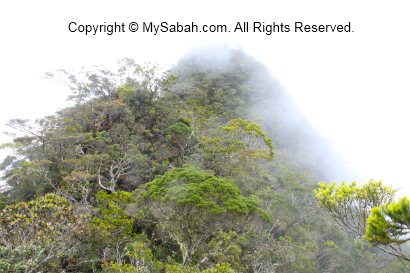 Taman Bunga Peak of Mt. Trus Madi