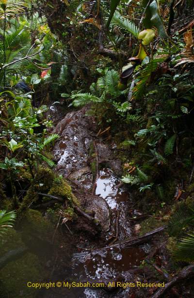 Muddy trail to summit of Mt. Trus Madi