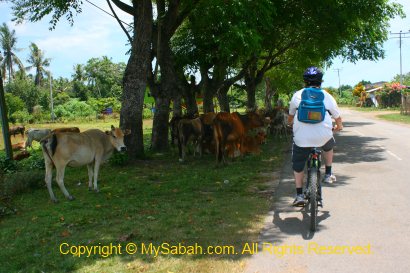 Cow along the road