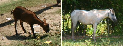 Livestock in Kota Belud