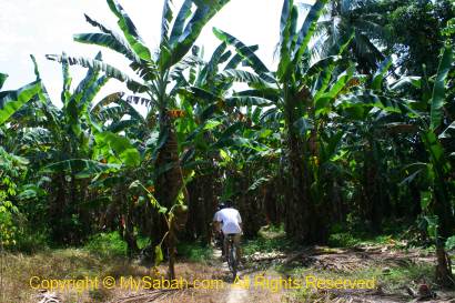 Cycling in banana plantation of Kota Belud