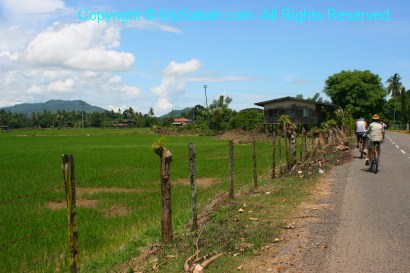 Paddy field