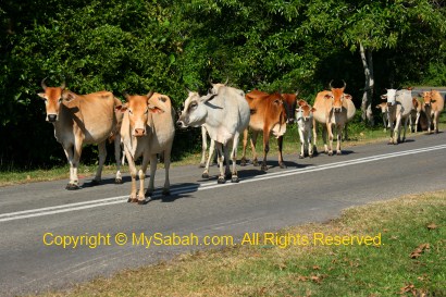 Cow on road of Kota Belud