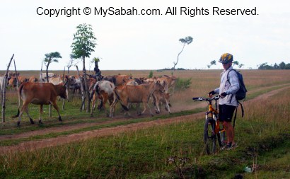 Cycling in Kota Belud
