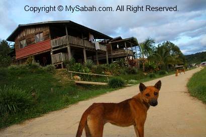 Dogs of Long Pasia