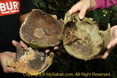 fragment of human skulls