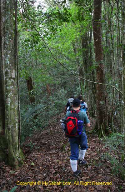 jungle trekking