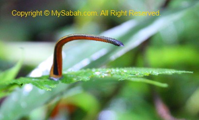 tiger leech