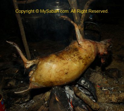 preparing mouse deer meat for tomorrow