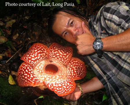 blooming rafflesia in Long Pasia