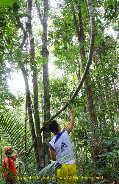 cutting vine for fresh water