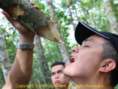 drinking water from vine