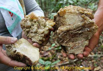 resin of Agathis tree