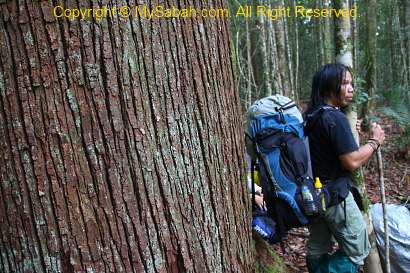 huge seraya kuning tree