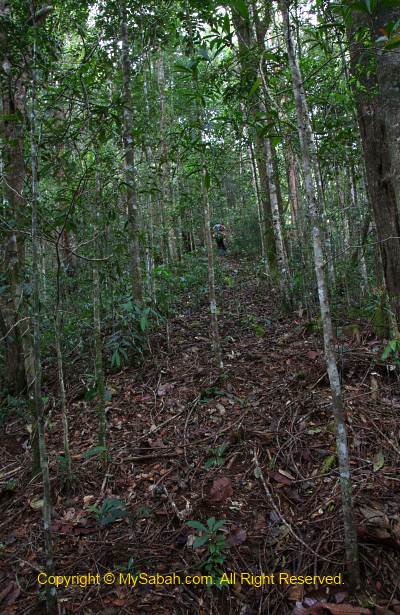 jungle trekking