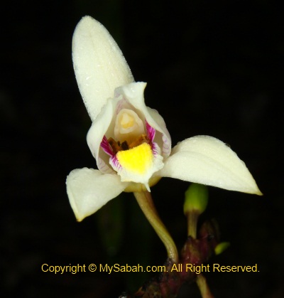 Blooming orchid