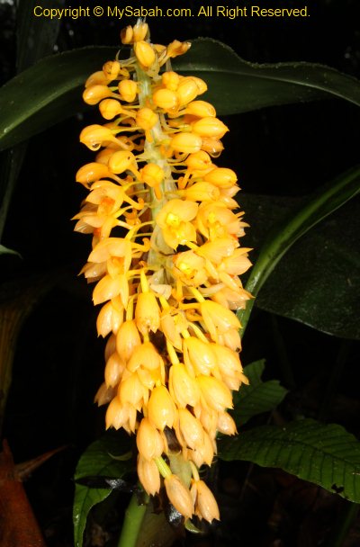 Blooming orchid